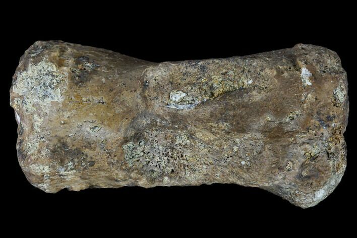 Fossil Theropod Caudal Vertebra - Aguja Formation, Texas #116830
